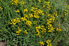 Thermopsis montana