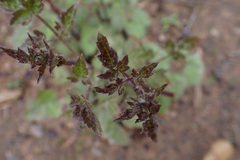 Coleus australis