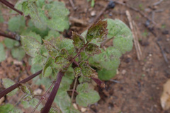 Coleus australis