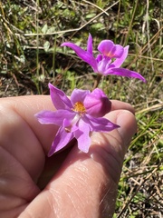 Calopogon barbatus