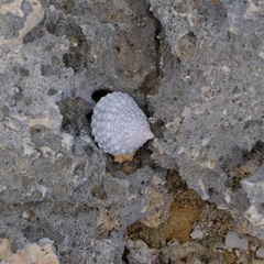 Cenchritis muricatus
