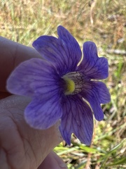 Pinguicula caerulea