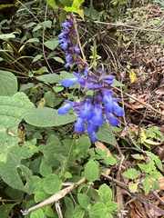 Salvia polystachia