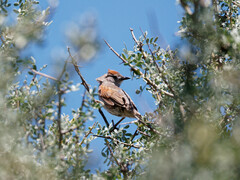 Synallaxis albescens