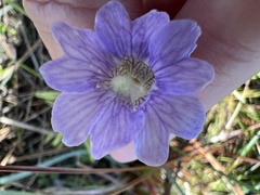 Pinguicula caerulea