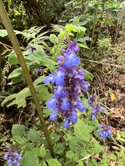 Salvia polystachia