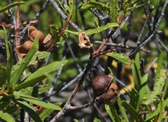 Colliguaja integerrima