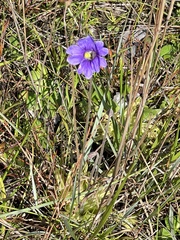 Pinguicula caerulea