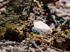 Sulcophanaeus imperator