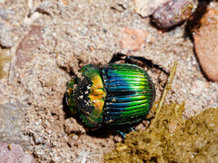 Sulcophanaeus imperator