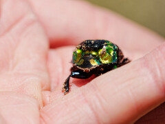 Sulcophanaeus imperator