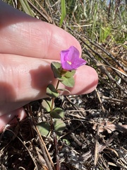 Rhexia nuttallii