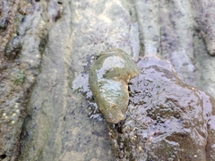 Dolabrifera nicaraguana