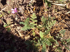 Erodium cicutarium