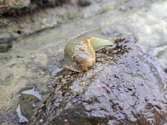 Dolabrifera nicaraguana