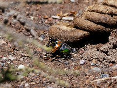 Sulcophanaeus imperator