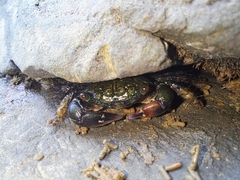 Pachygrapsus socius