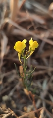 Linaria spartea