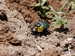 Sulcophanaeus imperator