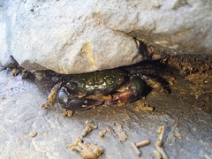 Pachygrapsus socius