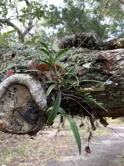 Epidendrum conopseum