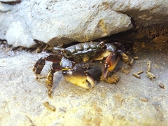 Pachygrapsus socius