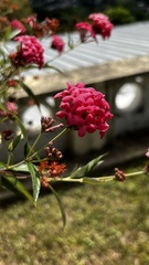 Arachnothryx leucophylla