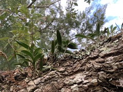 Epidendrum conopseum