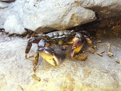 Pachygrapsus socius