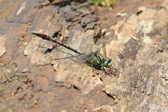 Arigomphus villosipes