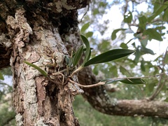 Epidendrum conopseum