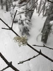 Pseudevernia consocians