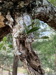 Epidendrum conopseum