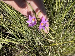 Calopogon barbatus