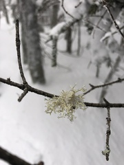 Pseudevernia consocians