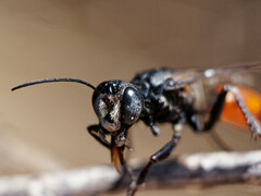 Sphex argentinus