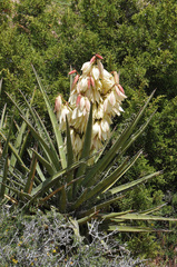 Yucca baccata