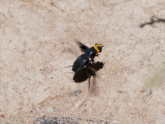 Hyperalonia morio morio