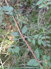 Symphoricarpos microphyllus