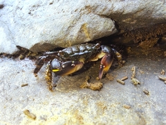 Pachygrapsus socius