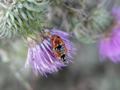 Hippodamia variegata