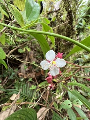 Miconia xalapensis