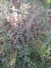 Symphoricarpos microphyllus