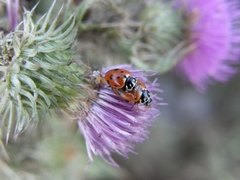 Hippodamia variegata