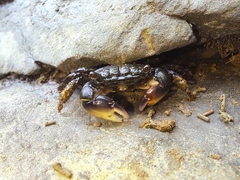 Pachygrapsus socius