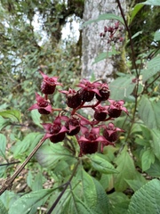 Miconia xalapensis