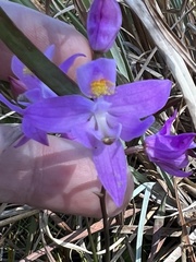 Calopogon barbatus