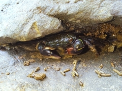 Pachygrapsus socius