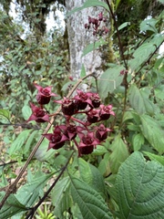 Miconia xalapensis