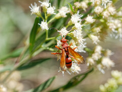Tachypompilus xanthopterus
